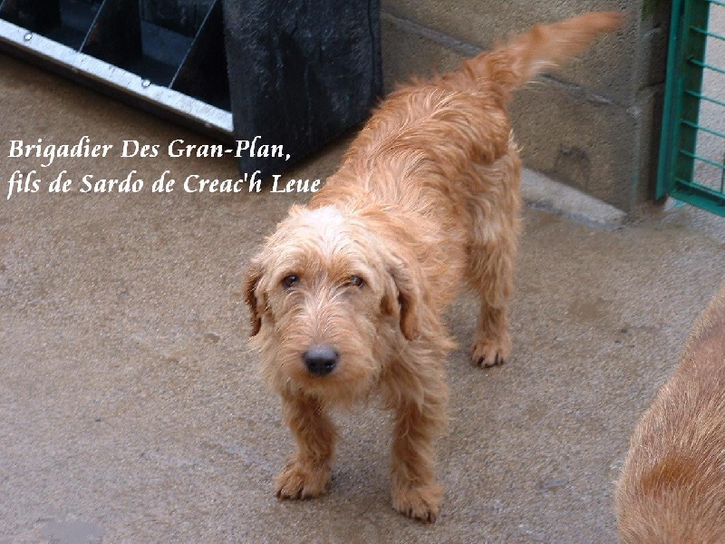 Brigadier des Gran - Plan