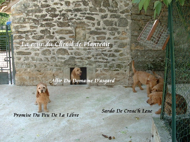 la meute