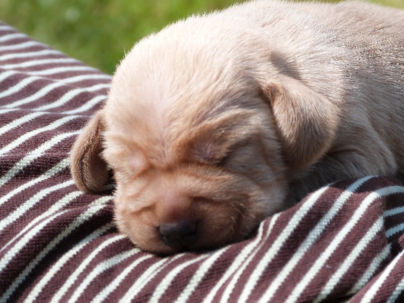 Les chiots des gran-plan